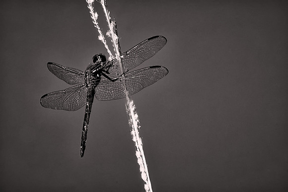 2016 June, Dragonfly, Sun City Carolina Lakes, South Carolina
