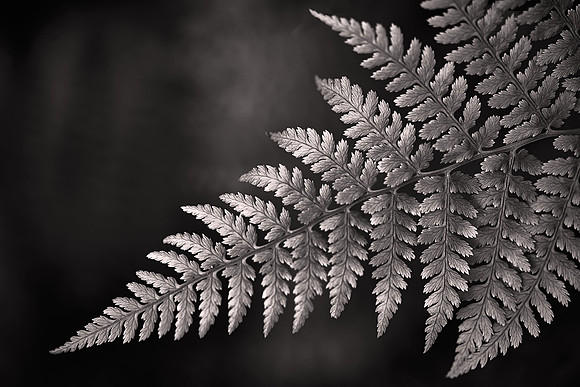 2016 June, Lady Fern, Blue Ridge Parkway, North Carolina