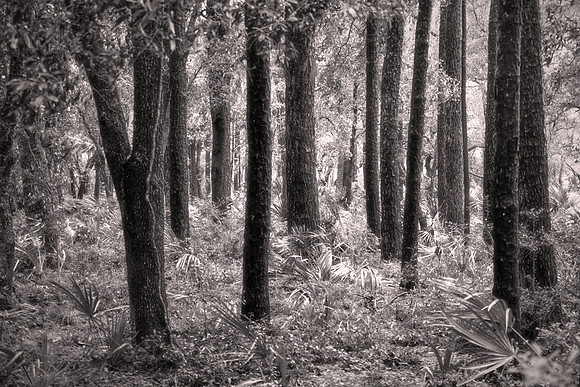 2016 September, Saint Helena Island, South Carolina