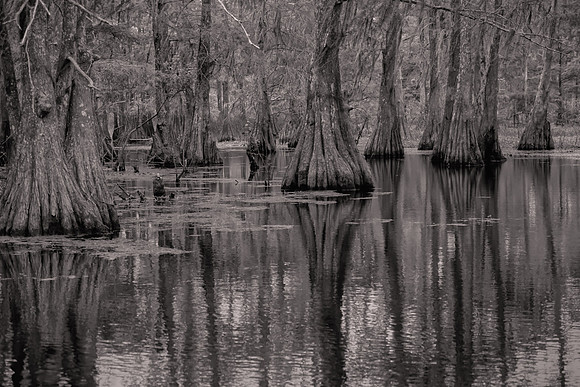 2017 April, Lake Martin Cypress-Tupelo Swamp, Louisiana