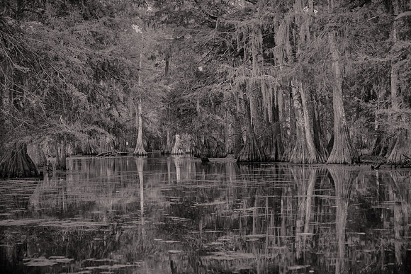 2017 April, Lake Martin Cypress-Tupelo Swamp, Louisiana