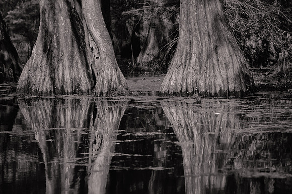 2017 April, Lake Martin Cypress-Tupelo Swamp, Louisiana