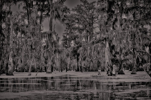 2017 April, Lake Martin Cypress-Tupelo Swamp, Louisiana
