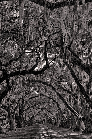2017 March, Tomotley Plantation, Yemassee, South Carolina