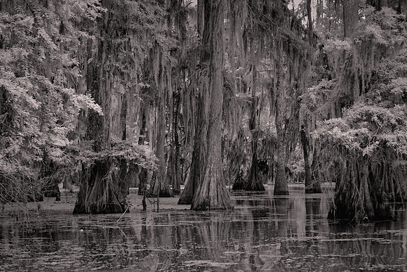 2017 April, Lake Martin Cypress-Tupelo Swamp, Louisiana