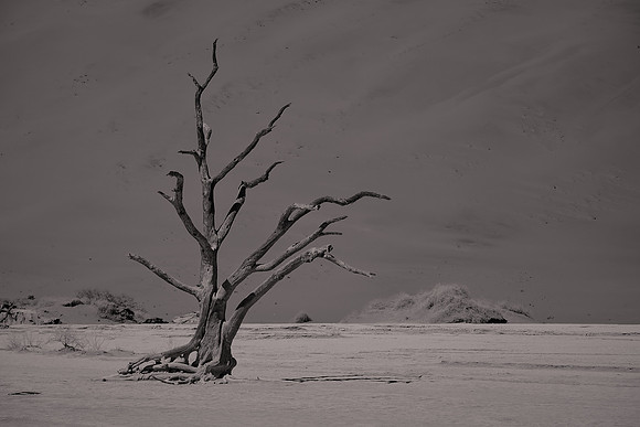 2017 November, skeleton trees, Namib-Naukluft National Park, Namibia