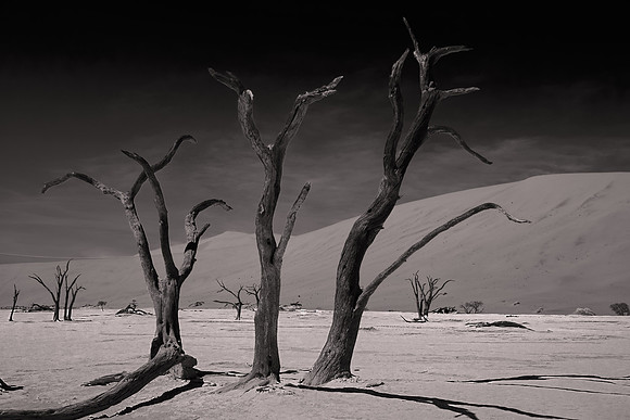 2017 November, skeleton trees, Namib-Naukluft National Park, Namibia