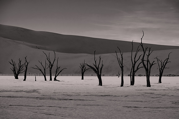 2017 November, skeleton trees, Namib-Naukluft National Park, Namibia