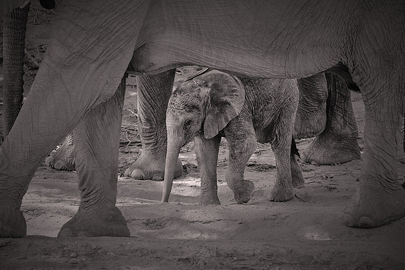 2017 November, desert elephants,  Damaraland, northwestern Namibia