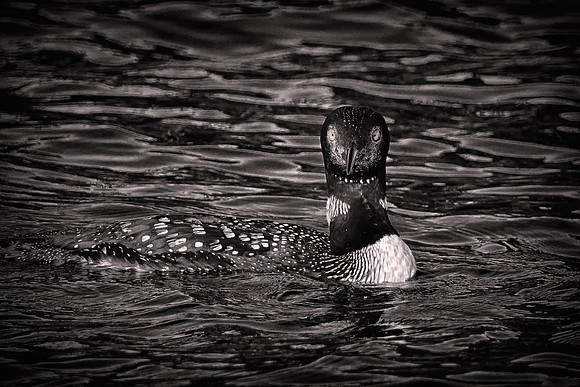 2018 August, Loon, Lake Vermilion, Minnesota
