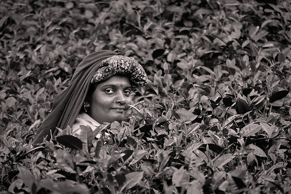 2018 October, tea picker, Sri Lanka