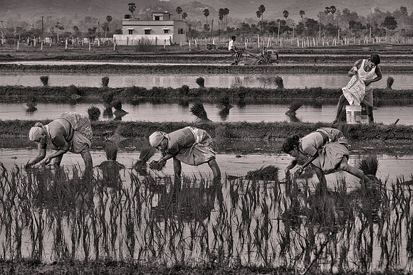 2018 October, rice paddy planters and transplanters, Southern India