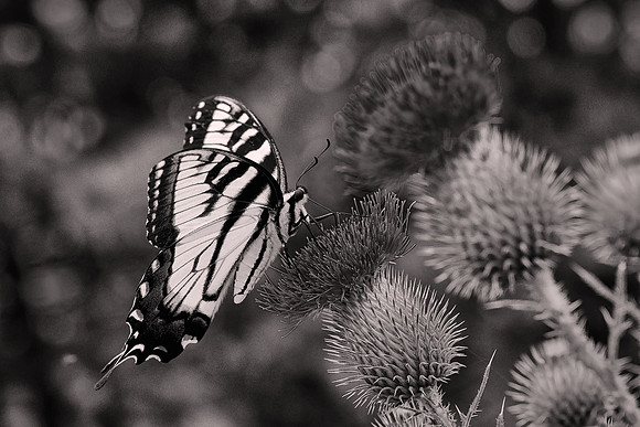 2020 August, Pilot Mountain State Park, North Carolina
