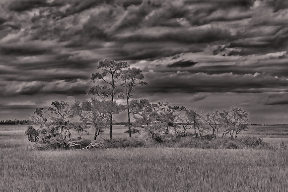 2021 April, Hunting Island State Park, Hunting Island, South Carolina