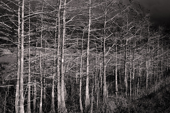 2022 March, Cypress Forest, Freshwater Marl Prairie, Everglades National Park, Florida