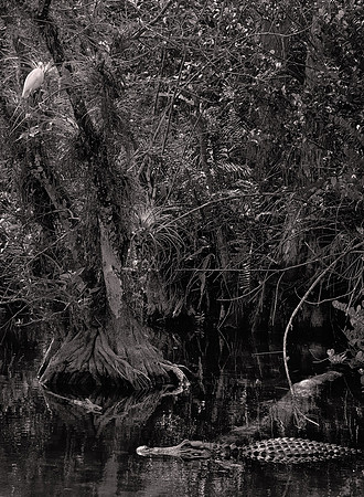 2022 March, Big Cypress Swamp, Big Cypress National Preserve, Everglades National Park, Florida