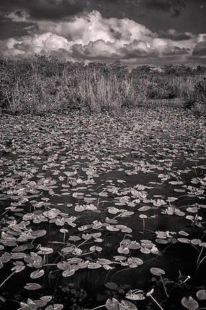 2022 March, Freshwater Marl Prairie, Everglades National Park, Florida