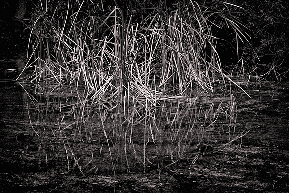 2022 March, Mahogany Hammock, Everglades National Park, Florida