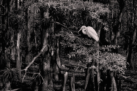 2022 March, Great Egret, Big Cypress Swamp, Big Cypress National Preserve, Everglades National Park, Florida