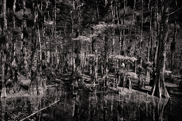 2022 March, Big Cypress Swamp, Big Cypress National Preserve, Everglades National Park, Florida