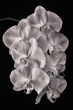 2023 February, Naramore White Phalaenopsis Orchid, Davidson, North Carolina