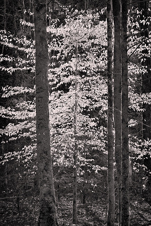 2023 January, Cades Cove, Great Smoky Mountain National Park, Tennessee