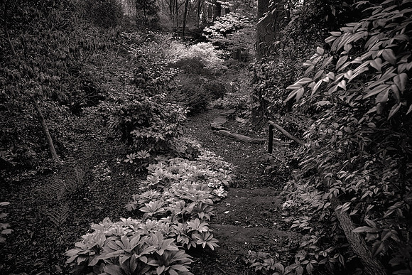 2023 March, MapleWalk Garden, Charlotte, North Carolina
