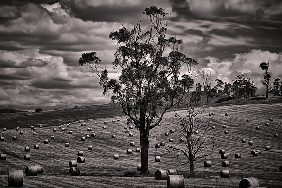 2026 January, on the road from Hobart to Cradle Mountain National Park, Tasmania