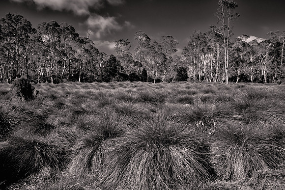 2026 January, buttongrass moorlands, Launceston, Tasmania
