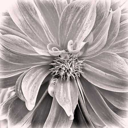 2026 February, Dahlia pinnata, Queenstown Gardens, New Zealand