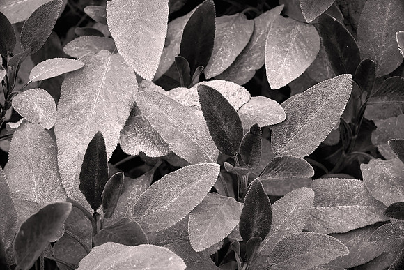 2026 February, Purple Sage, Queenstown Gardens, New Zealand
