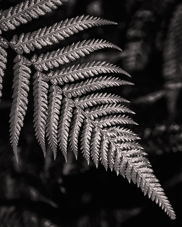 2026 February, Silver Fern, Redwood Forest, Rotorua, New Zealand