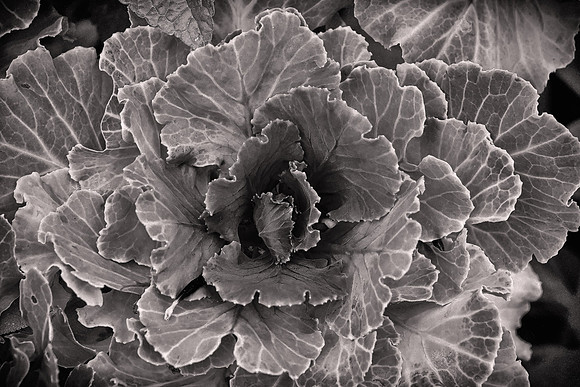2026 February, Ornamental Cabbage, Queenstown Gardens, New Zealand
