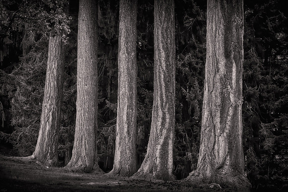 2026 February, Douglas Firs, Queenstown Gardens, New Zealand