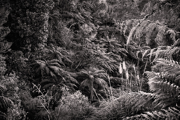 2026 February, Waimangu Volcanic Valley, Rotorua, New Zealand