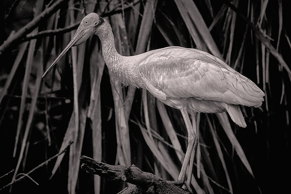 2026 March, Roseate Spoonbill, St. Johns County, Florida