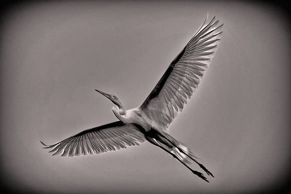 2026 March, Great Egret, St. Johns County, Florida