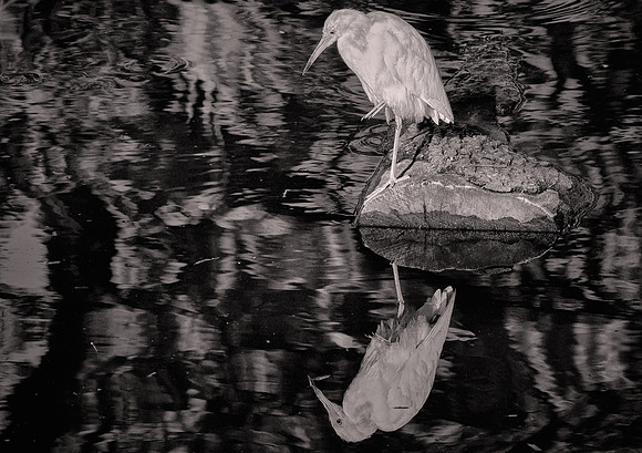 2026 March, Snowy Egret, St. Johns County, Florida