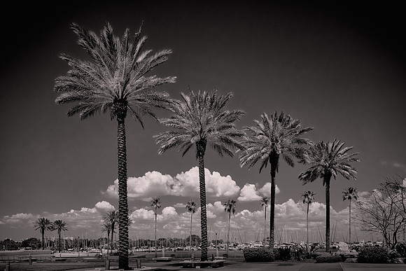 2026 March, South Yacht Basin from the Dalí Museum, St. Petersburg, Florida.
