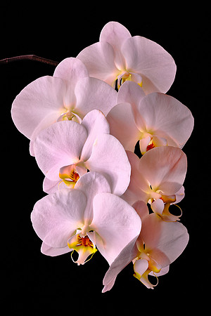 Naramore Orchids