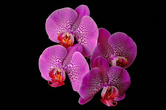 Naramore Orchids