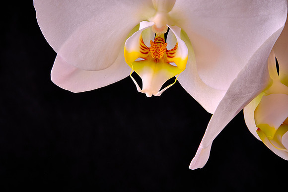 Naramore Orchids