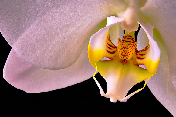 Naramore Orchids