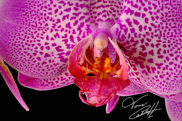 Naramore Orchids
