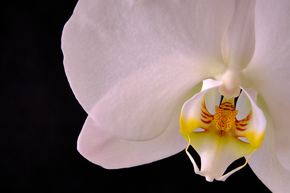 Naramore Orchids