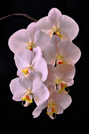 Naramore Orchids