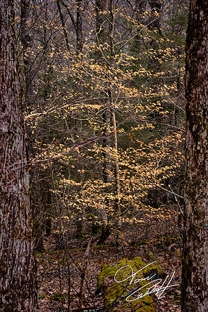 Flat Rock Overlook, Blue Ridge Mountains, NC