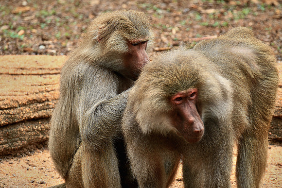 Columbia, SC - Riverside Zoo