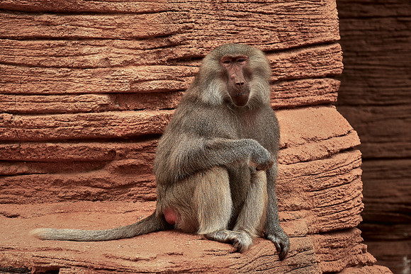 Columbia, SC - Riverside Zoo