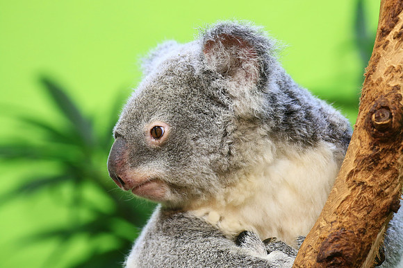 Columbia, SC - Riverside Zoo